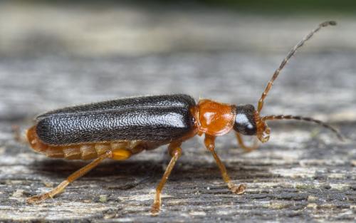 Cantharis nigra