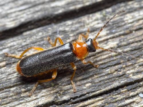 Réf. 275 782 : Cantharis nigra