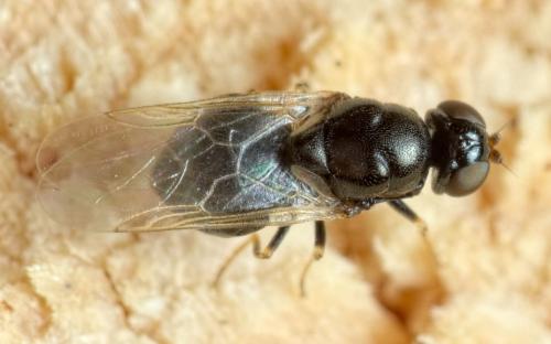 Zabrachia tenella