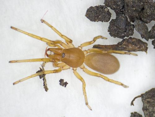 Réf. 275 387 : Dysdera sp.