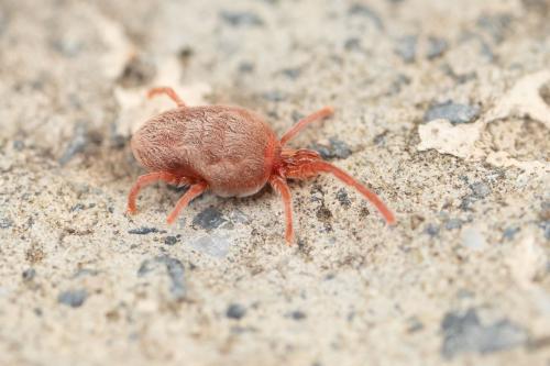 Allothrombium sp.