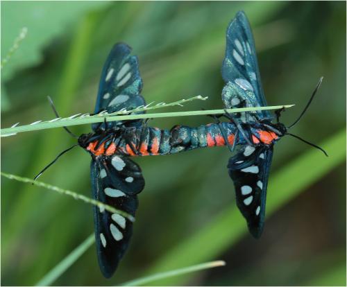 Amata sp.