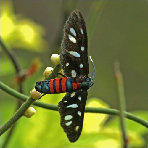 Amata sp.