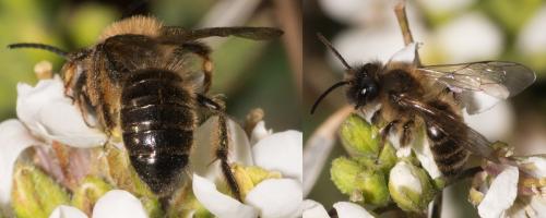 Andrena nigroaenea