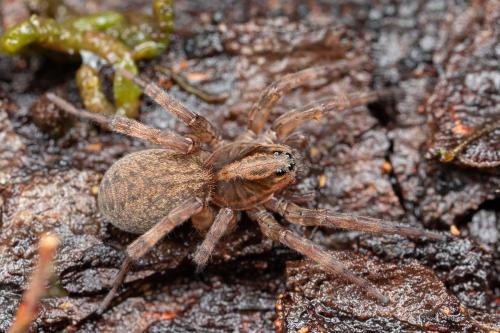 Trochosa (spinipalpis-terricola)