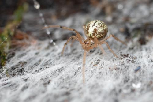 Enoplognatha (latimana-ovata)
