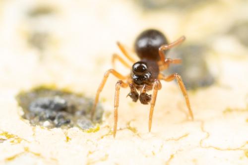 Réf. 275 908 : Parapelecopsis nemoralioides