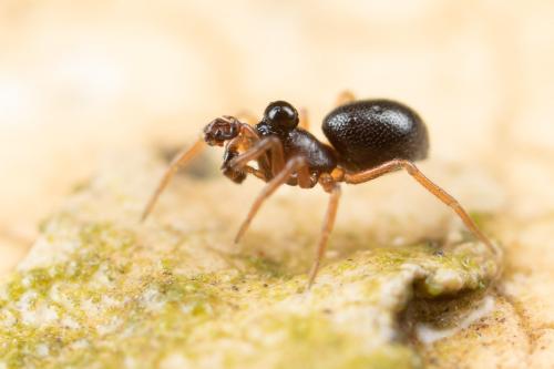 Réf. 275 907 : Parapelecopsis nemoralioides