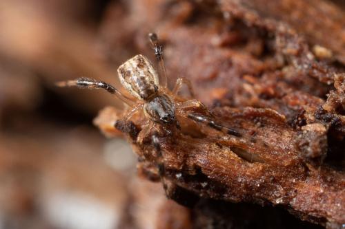 Episinus angulatus