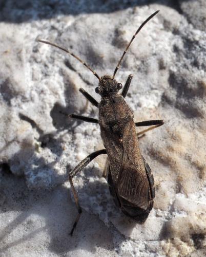 Réf. 275 501 : Alydus calcaratus