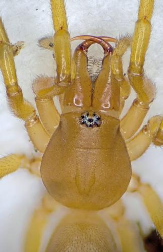 Réf. 275 388 : Dysdera sp.