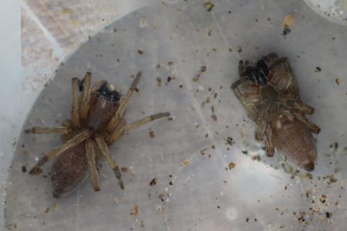 Réf. 275 054 : Clubiona sp.