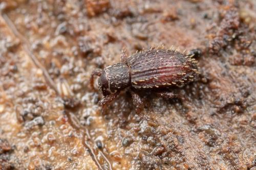 Orthochaetes setiger