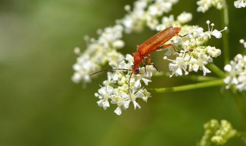 Rhagonycha sp.