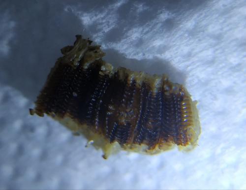 Gryllotalpa gryllotalpa