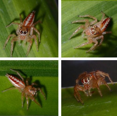 Telamonia festiva