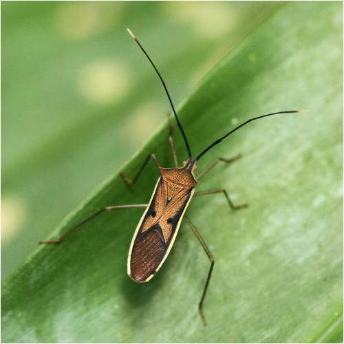 Homoeocerus limbatipennis