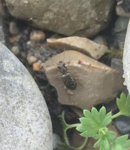 Asaphidion sp.