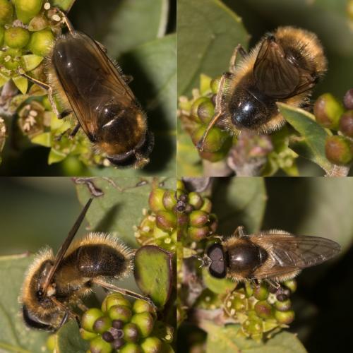 Cheilosia grossa