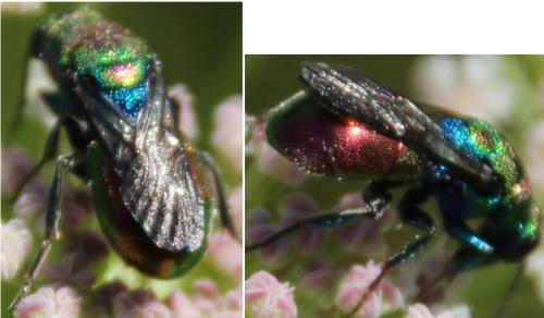 Hedychrum rutilans