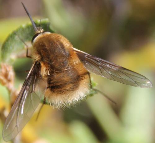 Réf. 275 193 : Bombylius sp.