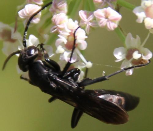 Aporus unicolor