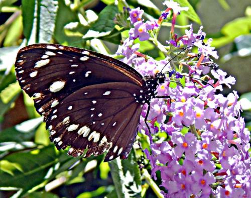 Réf. 275 719 : Euploea core corinna