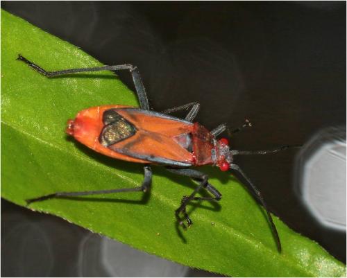 Leptocoris mutilatus