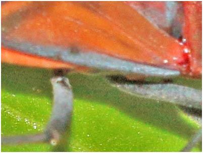Leptocoris mutilatus