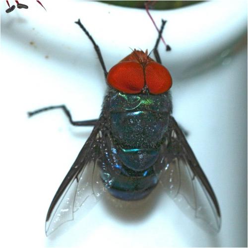 Réf. 275 745 : Chrysomya marginalis