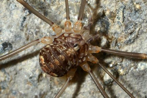 Nelima sp.