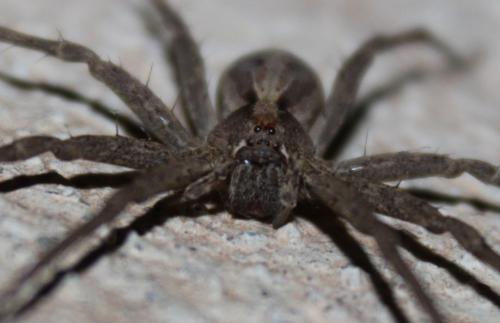 Réf. 275 677 : Rothus aethiopicus