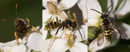 Nomada sp.