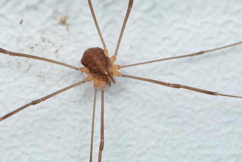 Nelima sp.