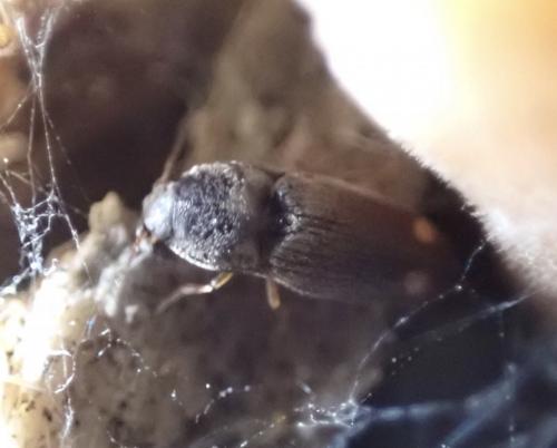 Zorochros sp.