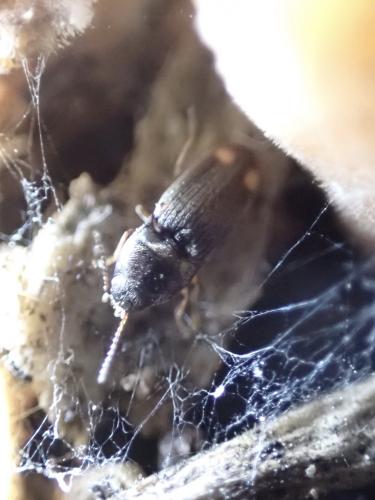 Zorochros sp.