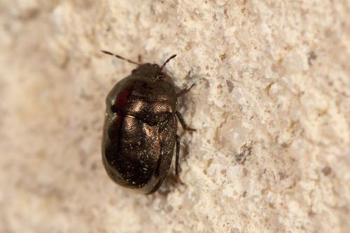 Thyreocoris fulvipennis