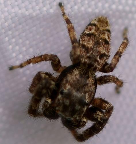 Marpissa muscosa
