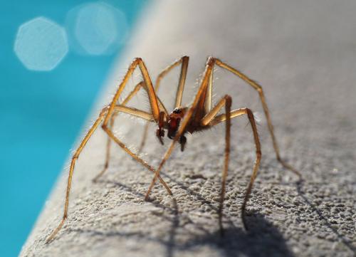 Eratigena sp.