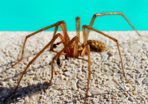 Eratigena sp.