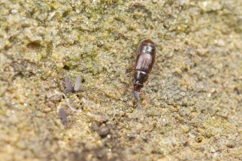 Dialycera distincticornis