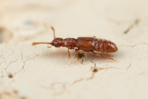 Réf. 275 858 : Pselaphinae inconnu
