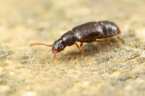 Dialycera distincticornis