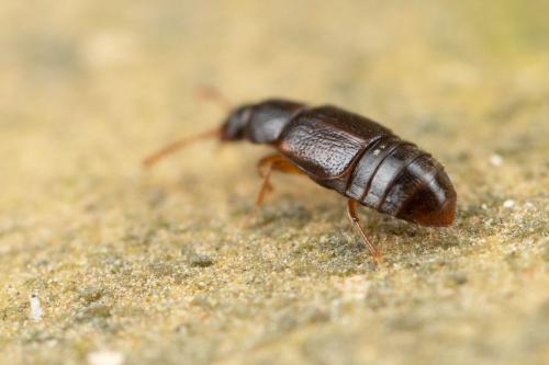 Dialycera distincticornis