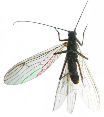 Réf. 275 952 : Taeniopteryx sp.