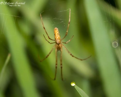 Tetragnatha sp.