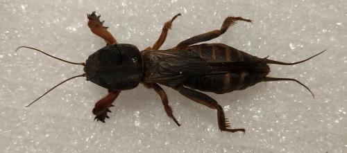 Gryllotalpa gryllotalpa