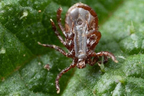 Haemaphysalis punctata