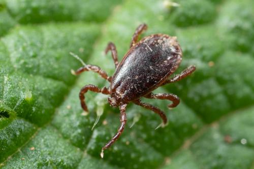 Haemaphysalis punctata