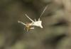 275898 – Photo : sofyane zaroual – Maroc